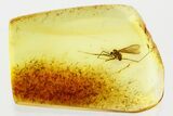 Detailed Fossil True Midge (Chironomidae) in Baltic Amber #352834-1